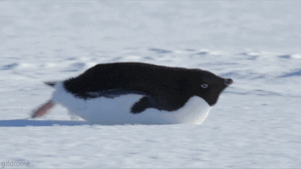 Penguin Swim